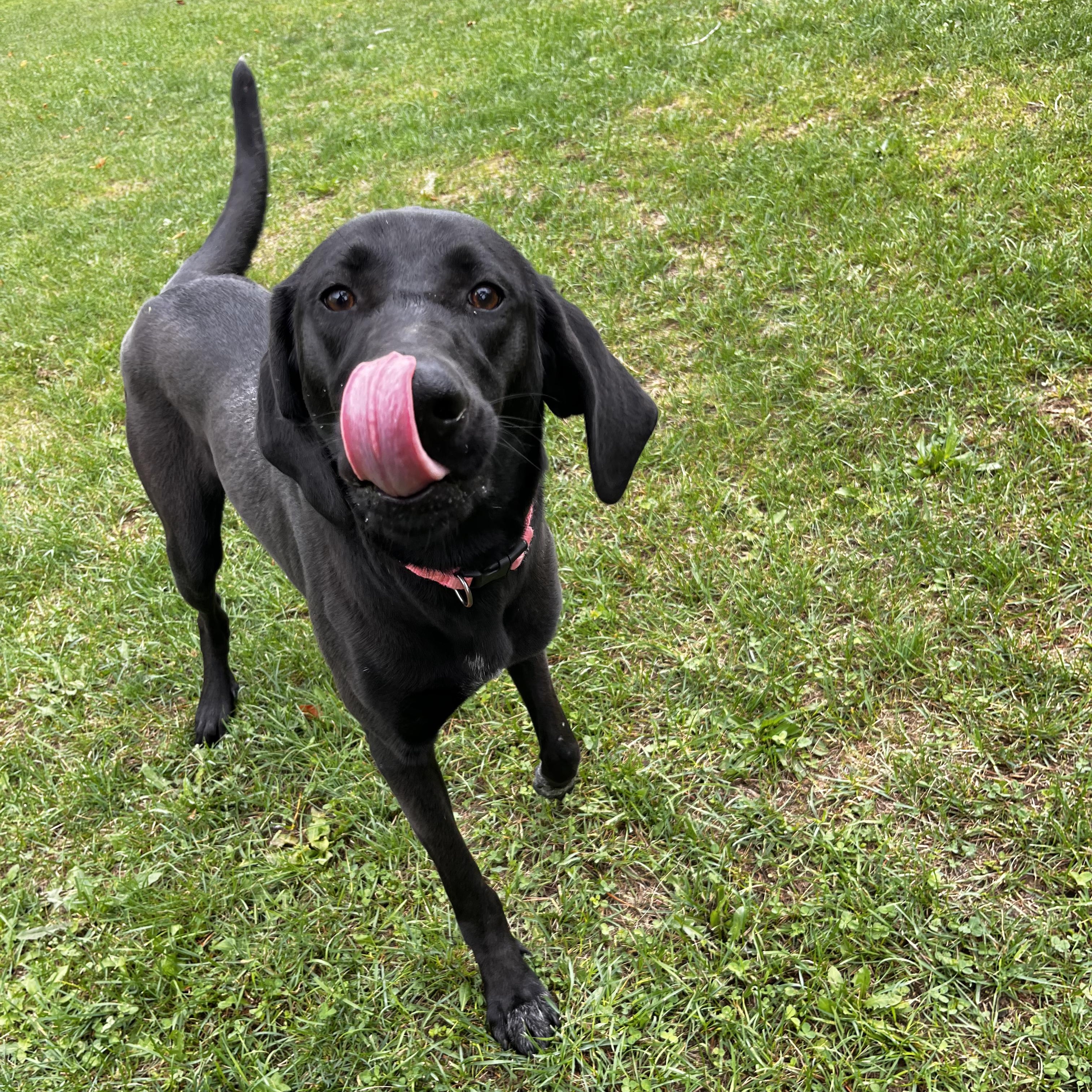 Enlarge Ursa - Looking for a Foster!, a Adoptable Mastiff in Mississauga, ON image 3/6