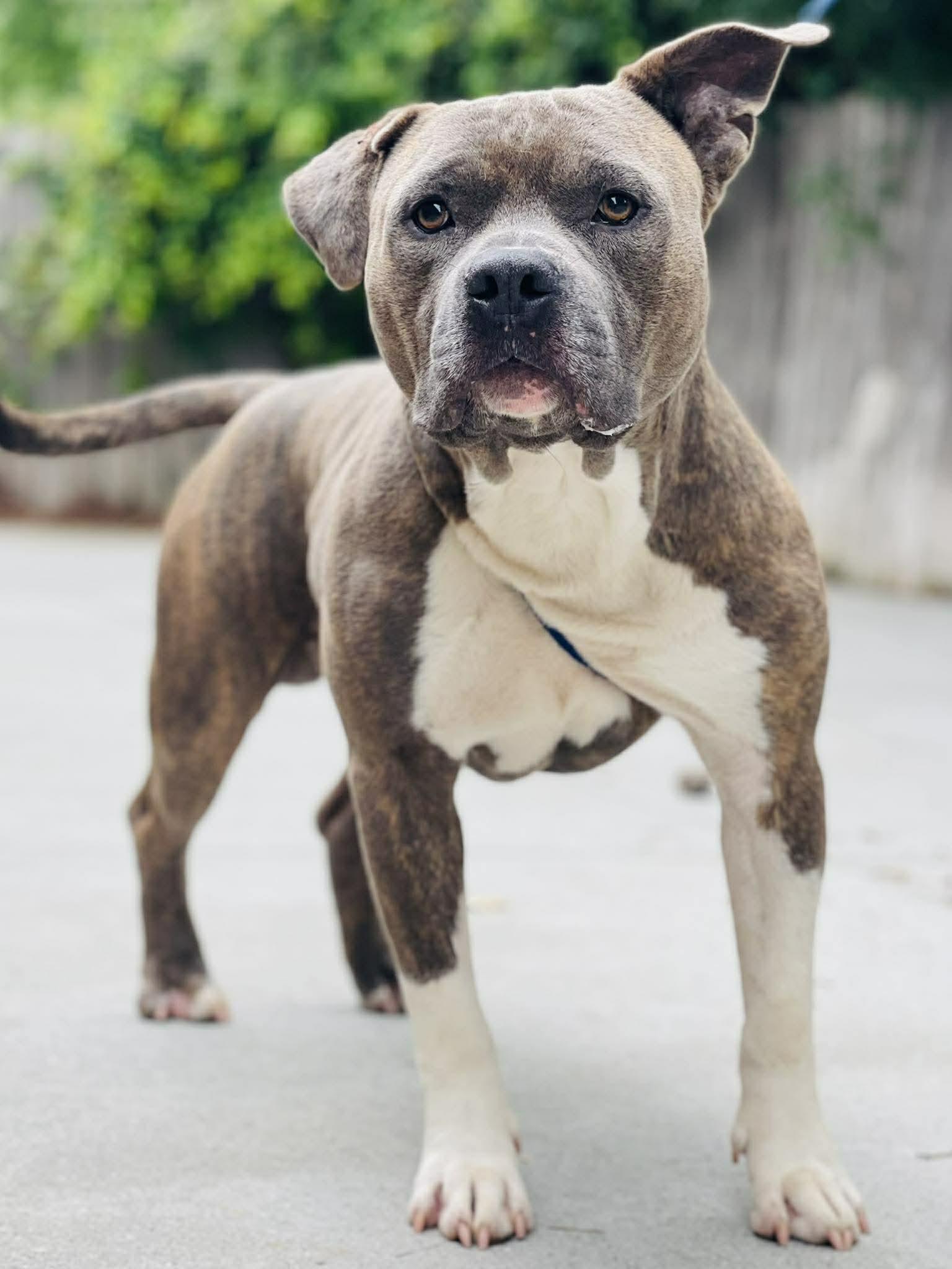 AC-4476 "Piggly", ADOPTABLE, Adult Male Pit Bull Terrier.