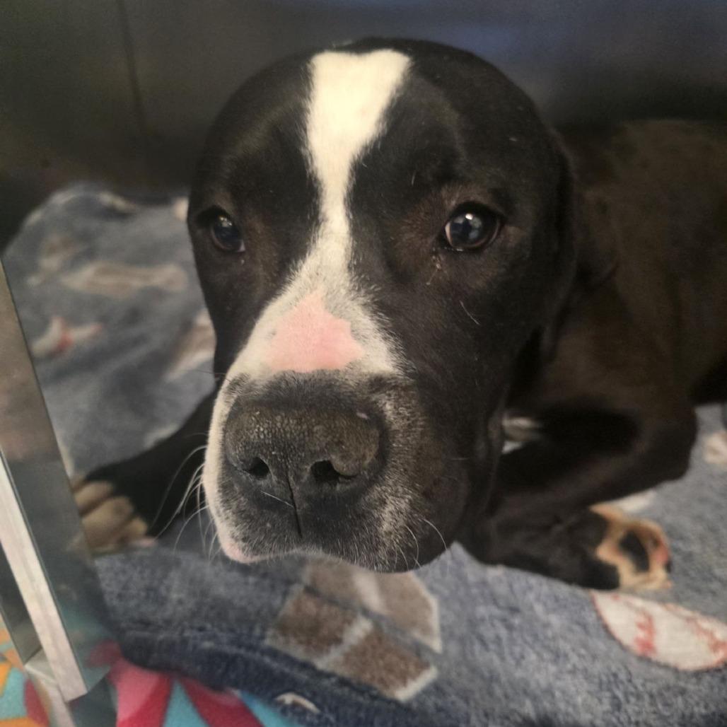 Moose, Adoptable, Adult Male American Staffordshire Terrier & Mixed Breed.