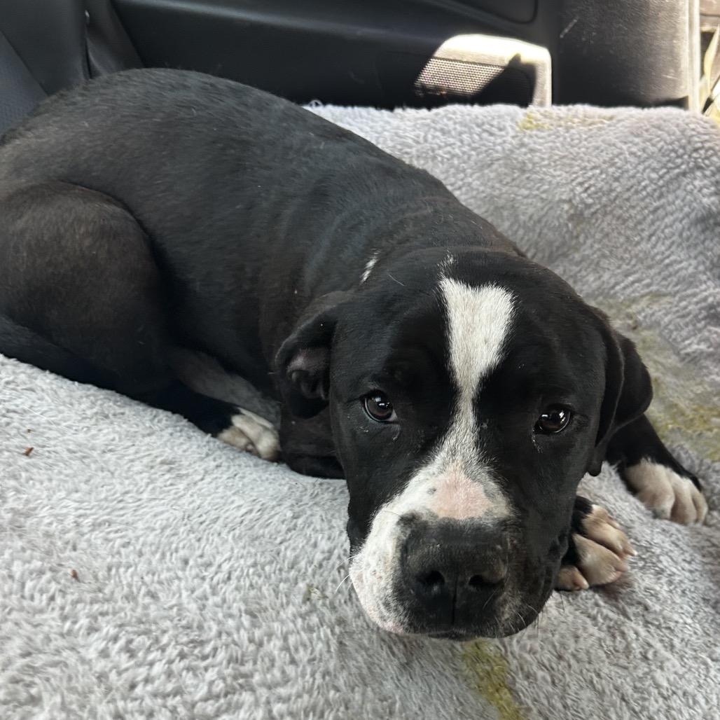 Enlarge Moose, a Adoptable mixed breed in West Chester, PA image 3/6