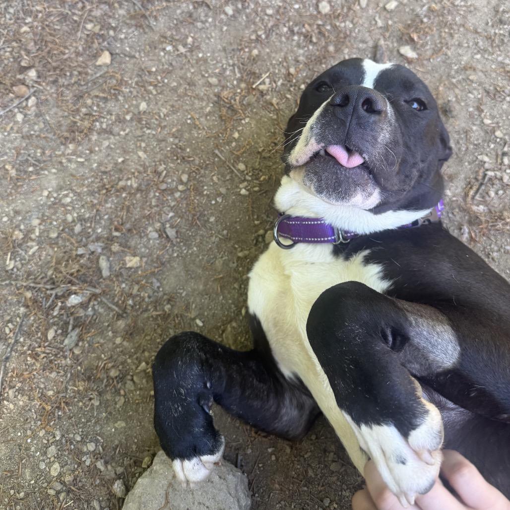 Enlarge Moose, a Adoptable mixed breed in West Chester, PA image 4/6