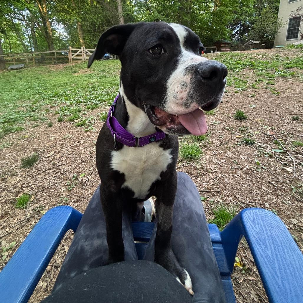 Enlarge Moose, a Adoptable mixed breed in West Chester, PA image 5/6