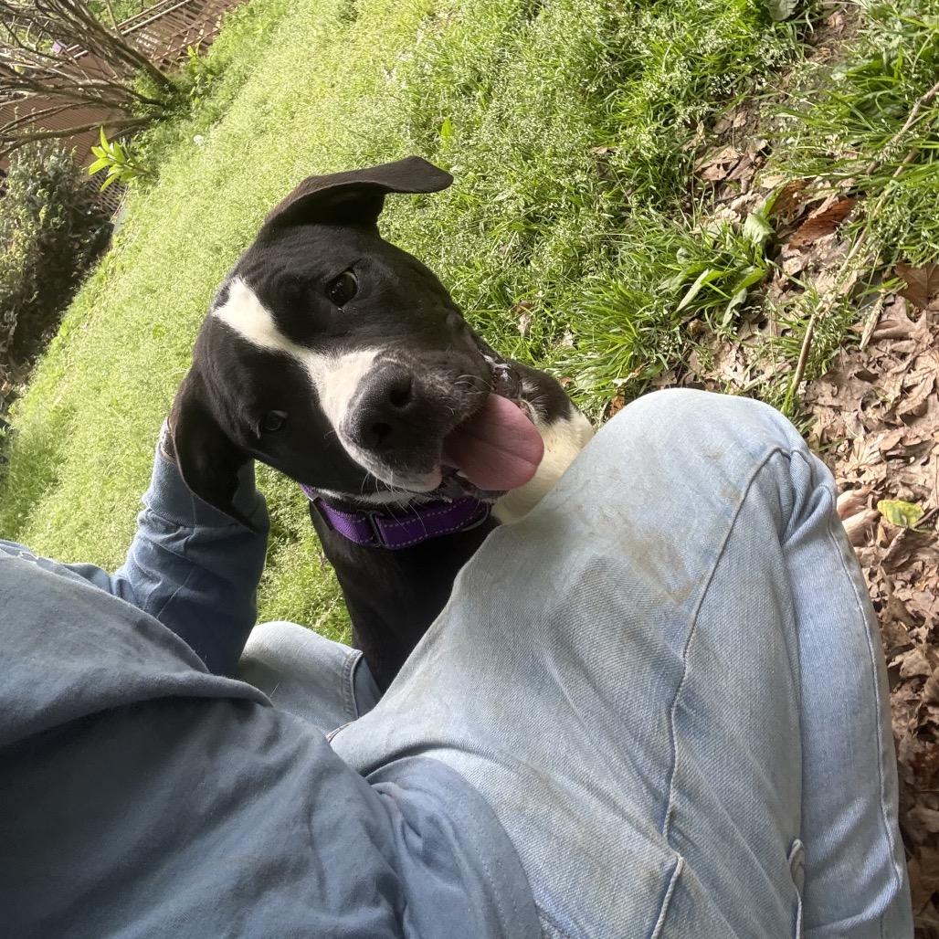 Enlarge Moose, a Adoptable mixed breed in West Chester, PA image 6/6