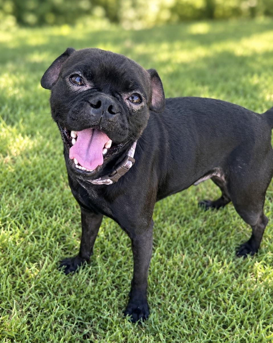 Enlarge Batman, a Adoptable mixed breed in Staten Island , NY image 2/3