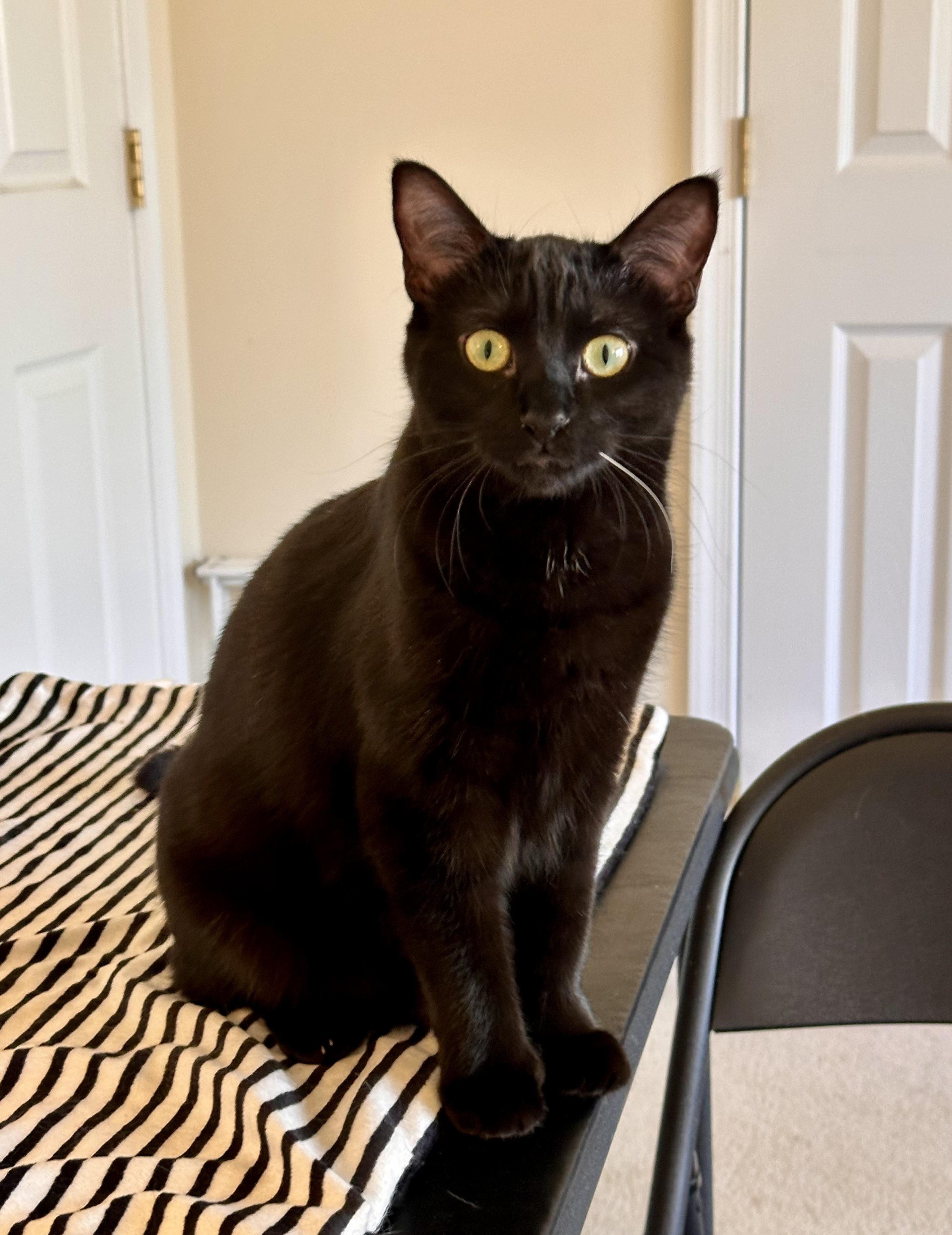 Enlarge Lilo, a Adoptable Domestic Short Hair in Prince Frederick, MD image 1/6