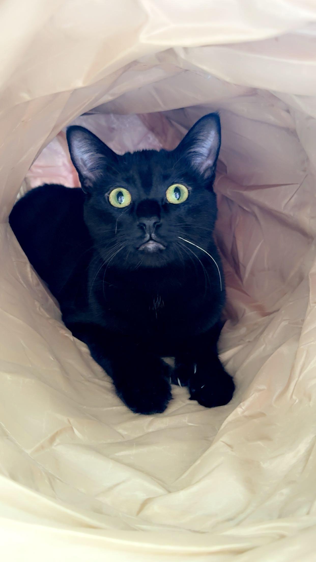 Enlarge Lilo, a Adoptable Domestic Short Hair in Prince Frederick, MD image 6/6