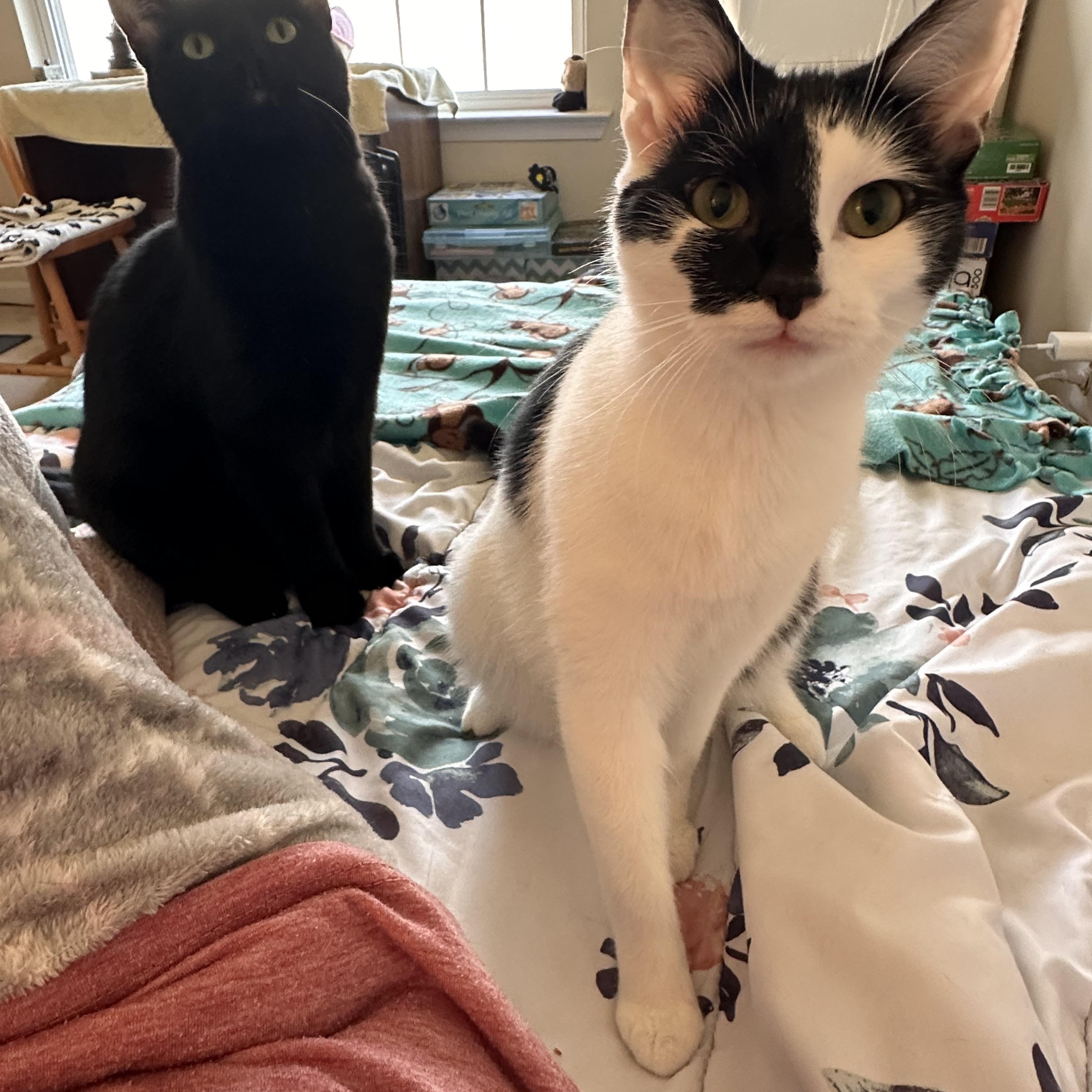 Enlarge Lilo, a Adoptable Domestic Short Hair in Prince Frederick, MD image 3/6