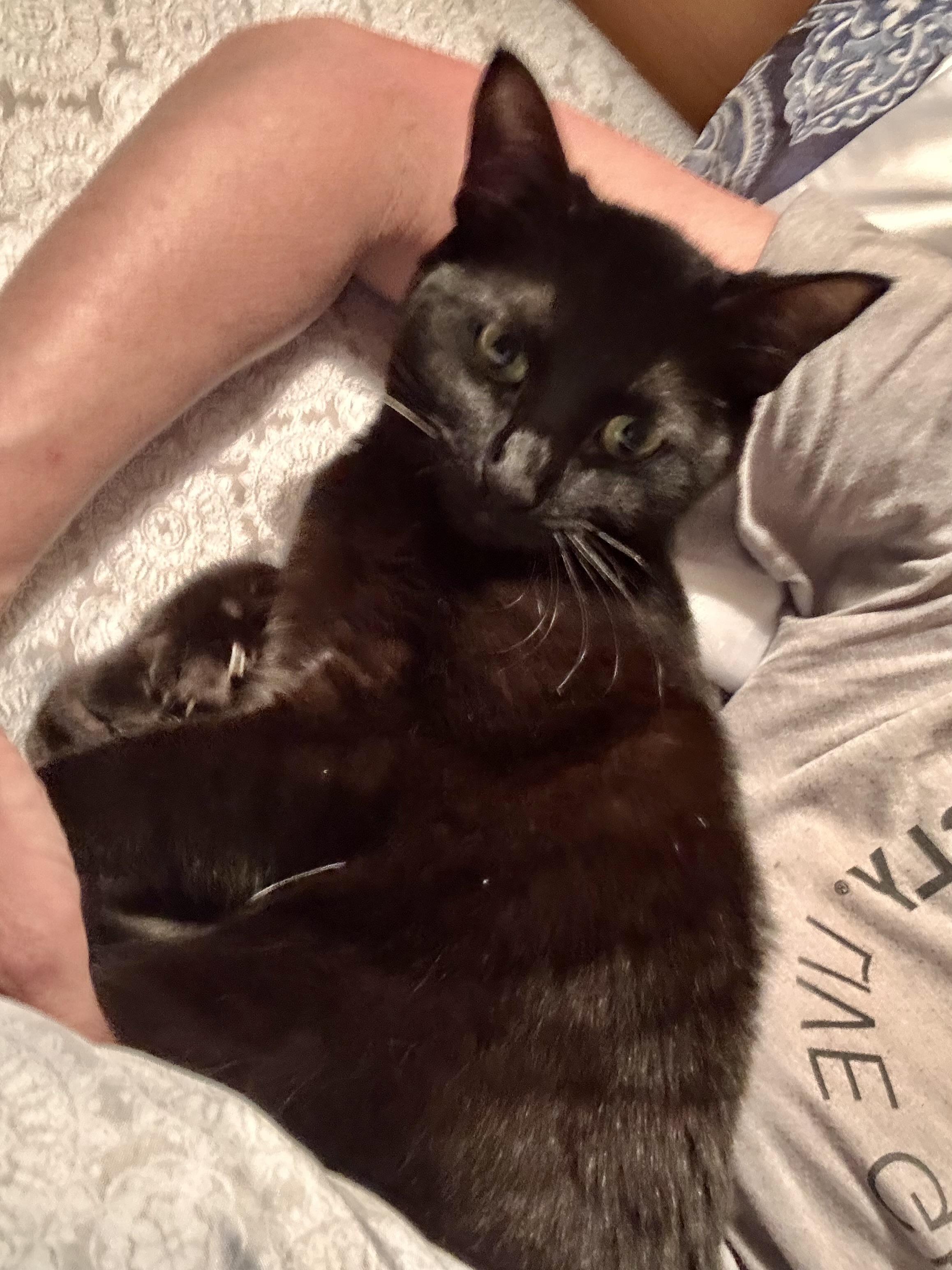 Enlarge Lilo, a Adoptable Domestic Short Hair in Prince Frederick, MD image 2/6