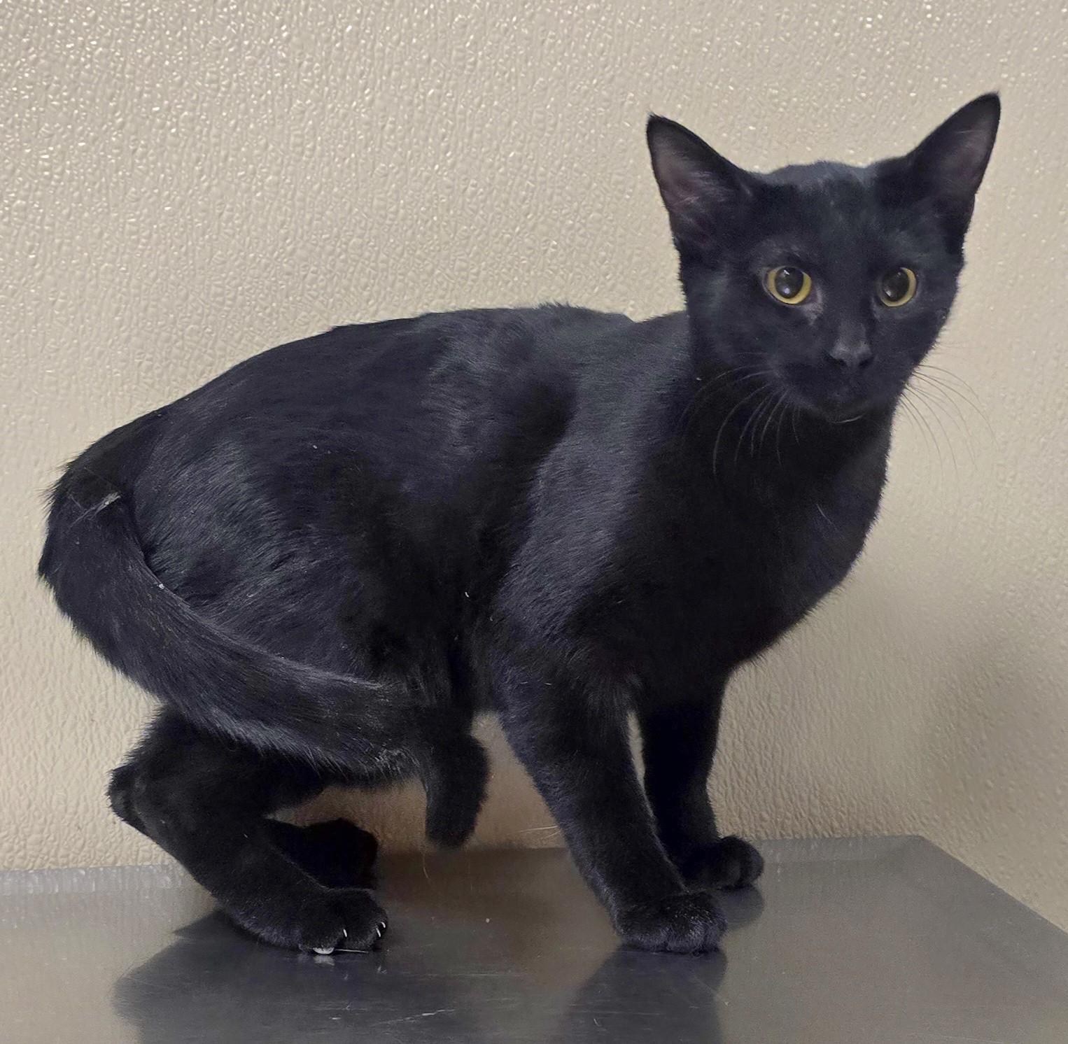 Glinda, adoptable, Kitten Female Domestic Short Hair.