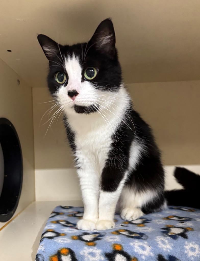 KAYTEE, Adoptable, Adult Female Domestic Medium Hair.