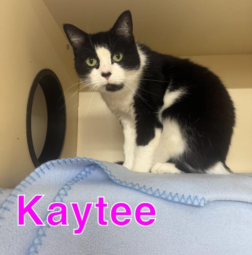 Enlarge KAYTEE, a Adoptable mixed breed in Hastings, MI image 2/2