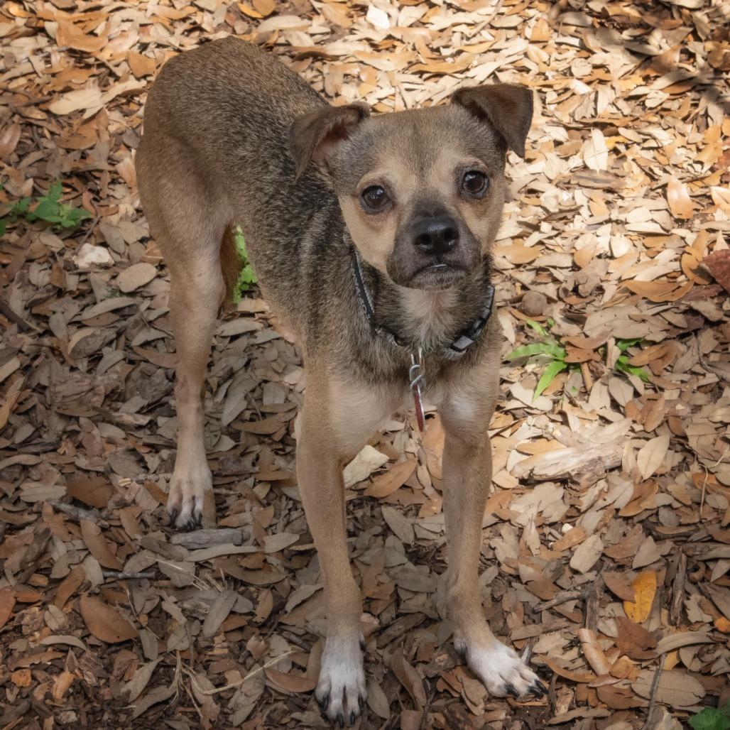 Jax, a Adoptable mixed breed in Wimberley, TX image 1/6