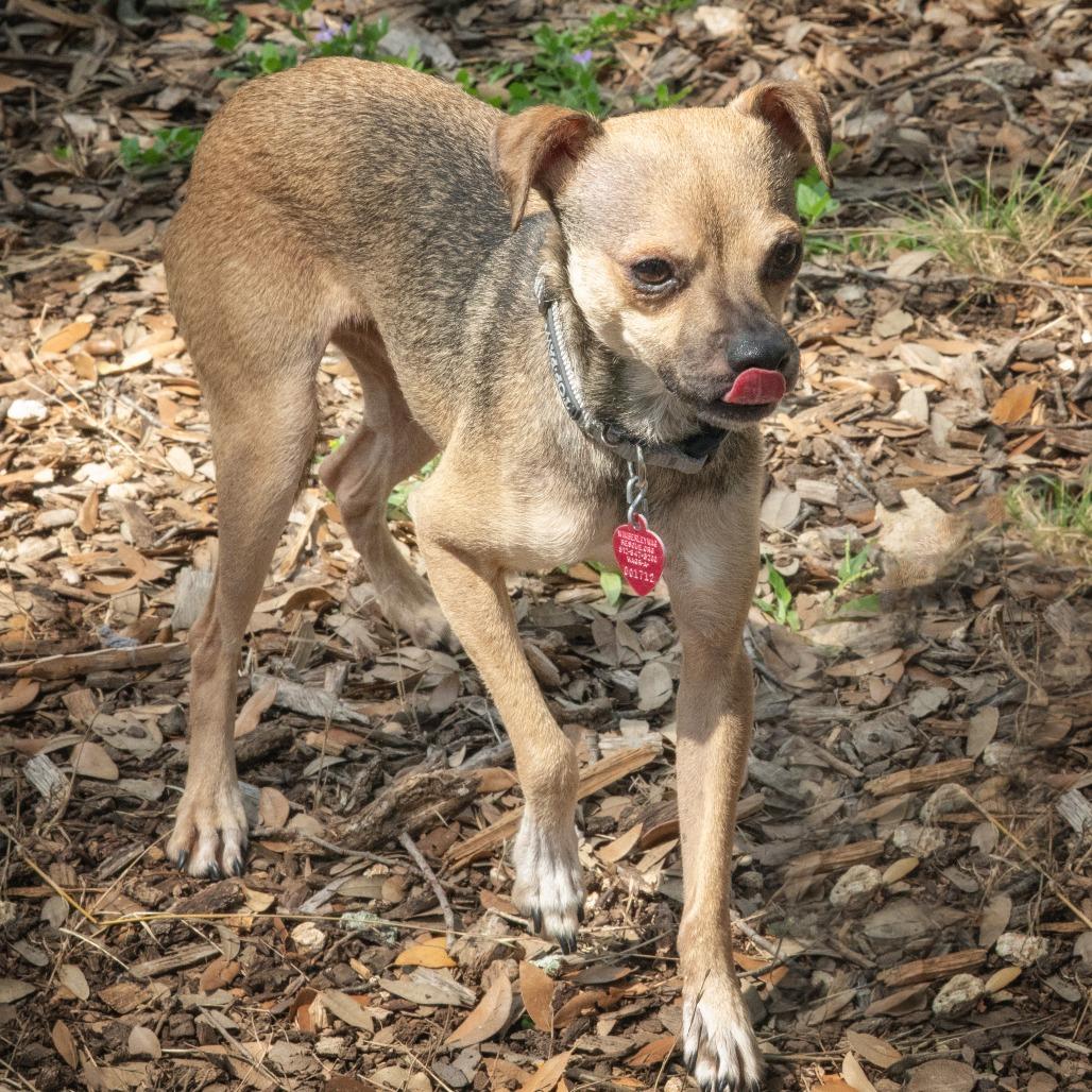 Jax, a Adoptable mixed breed in Wimberley, TX image 2/6