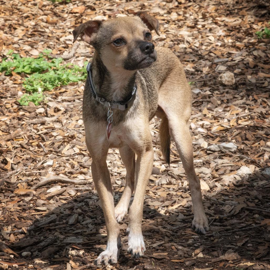 Jax, a Adoptable mixed breed in Wimberley, TX image 3/6