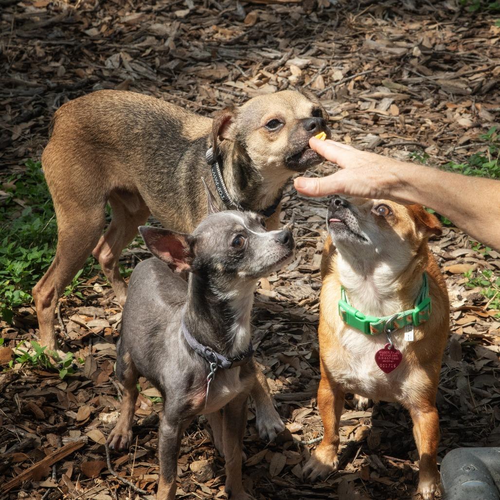 Jax, a Adoptable mixed breed in Wimberley, TX image 4/6