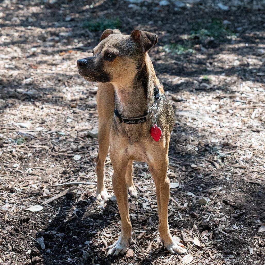 Jax, a Adoptable mixed breed in Wimberley, TX image 5/6