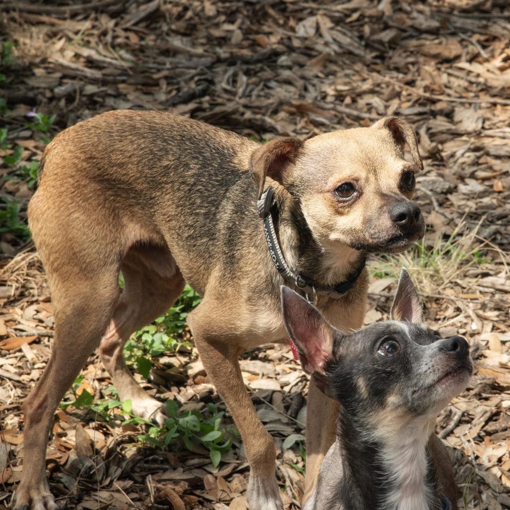 Jax, a Adoptable mixed breed in Wimberley, TX image 6/6