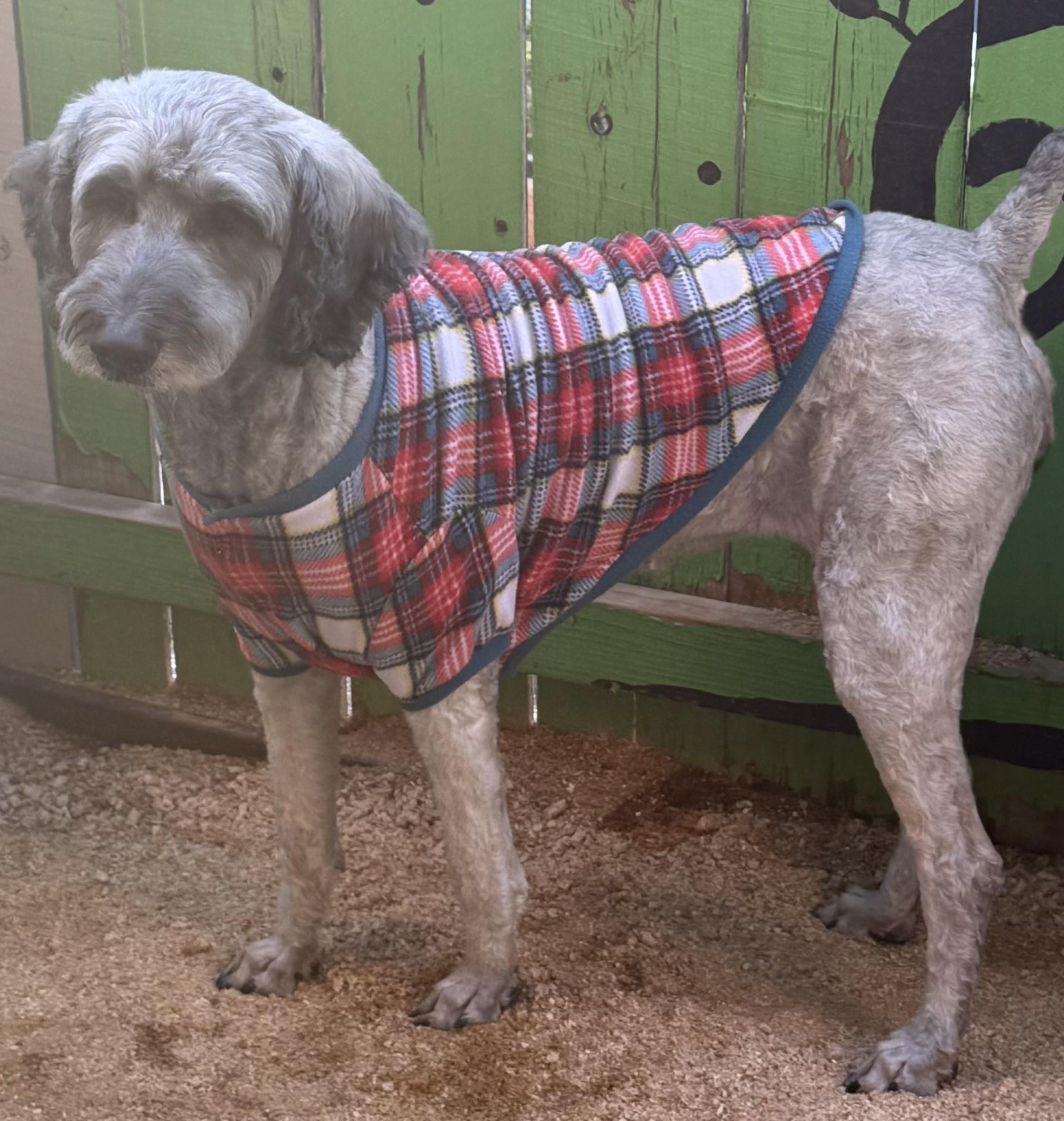 Dolly, adopted, Senior Female Goldendoodle.