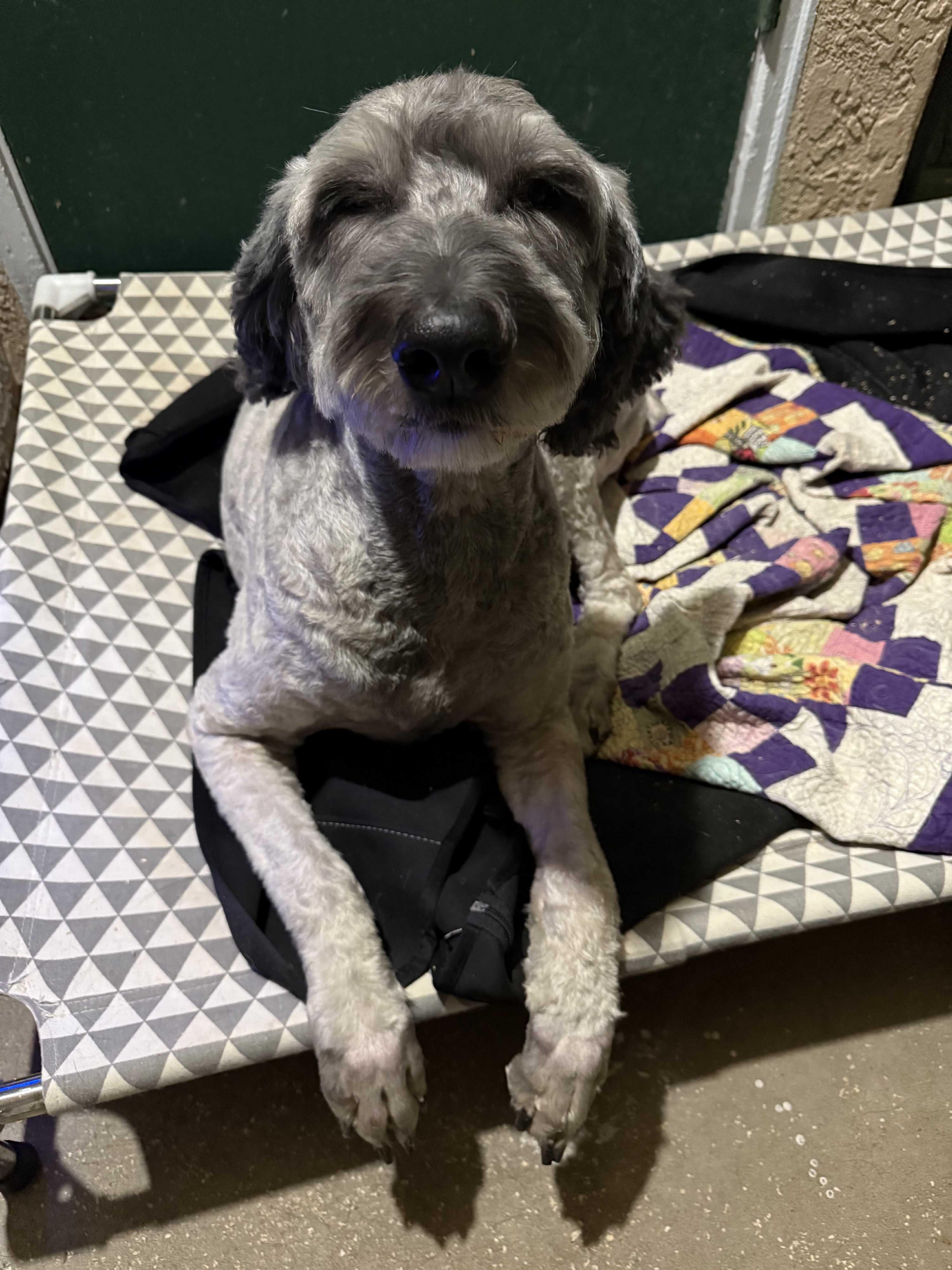 Enlarge Dolly, an adopted Goldendoodle in Atascadero, CA image 2/3