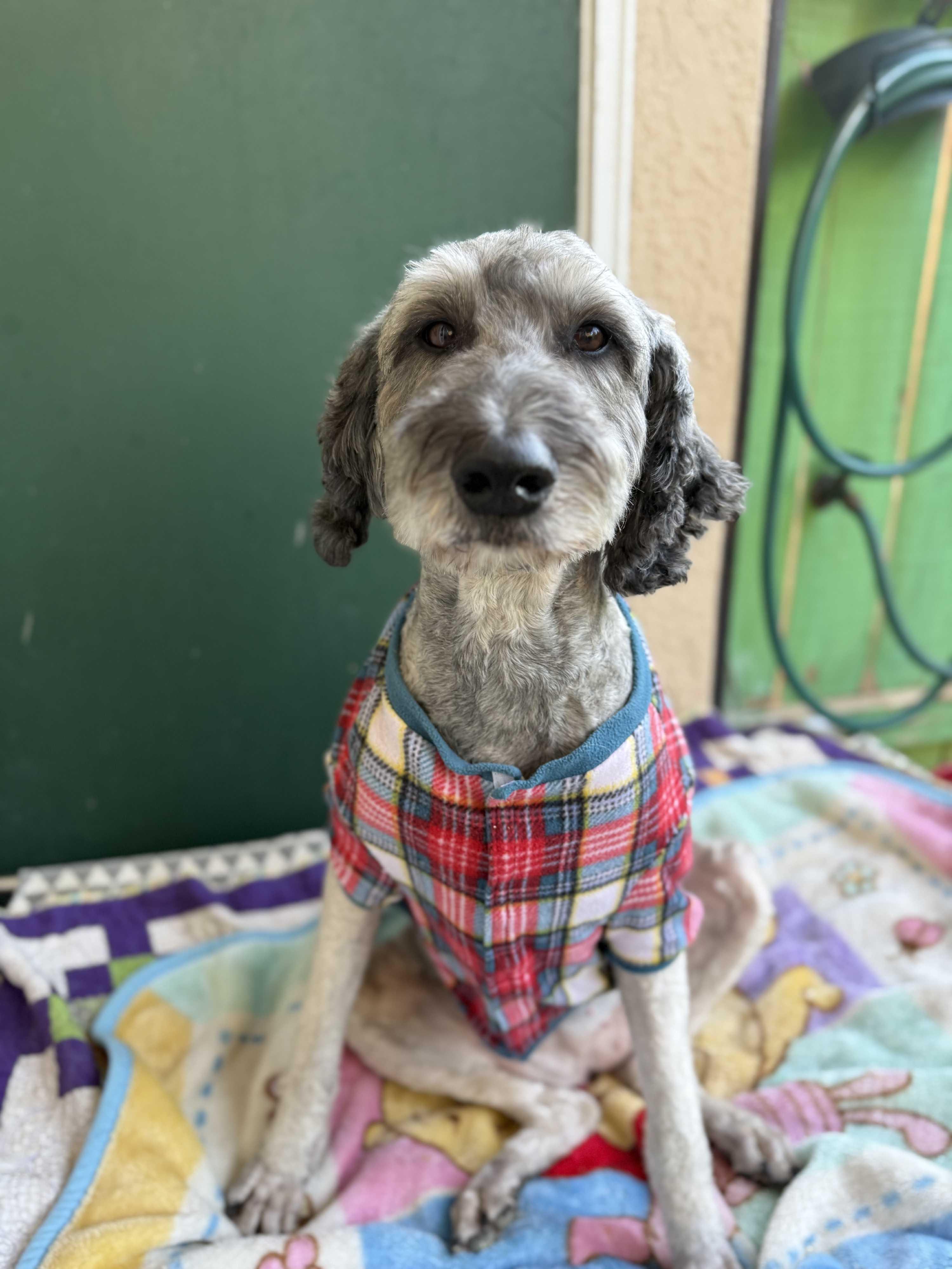 Enlarge Dolly, an adopted Goldendoodle in Atascadero, CA image 3/3