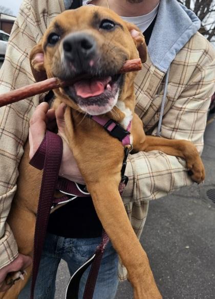 Cocoa, Adoptable, Adult Female Pit Bull Terrier & Mixed Breed.