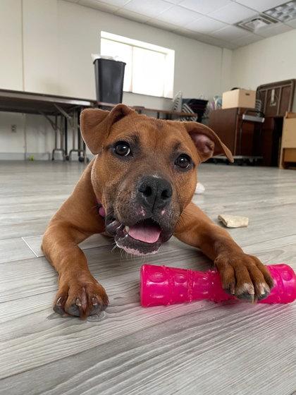 Enlarge Cocoa, a Adoptable mixed breed in South Bend, IN image 1/2