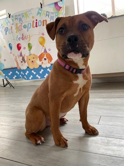 Enlarge Cocoa, a Adoptable mixed breed in South Bend, IN image 2/2