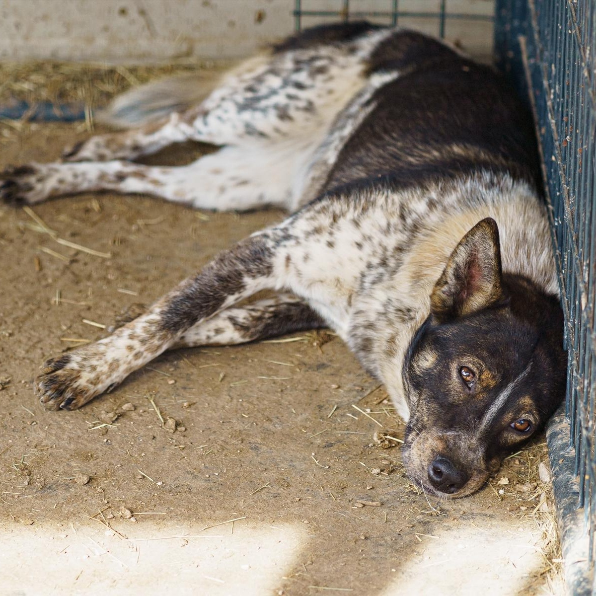 Annie, an adoptable Cattle Dog, Australian Cattle Dog / Blue Heeler in LAMPASAS, TX, 76550 | Photo Image 2