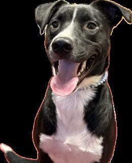 Tommy, Adoptable, Adult Male Border Collie & Mixed Breed.