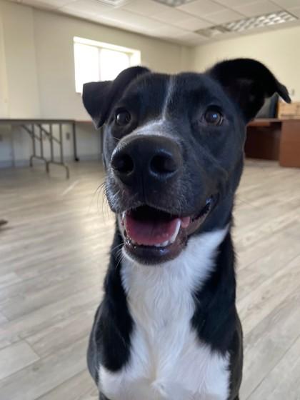 Tommy, a Adoptable mixed breed in South Bend, IN image 2/2