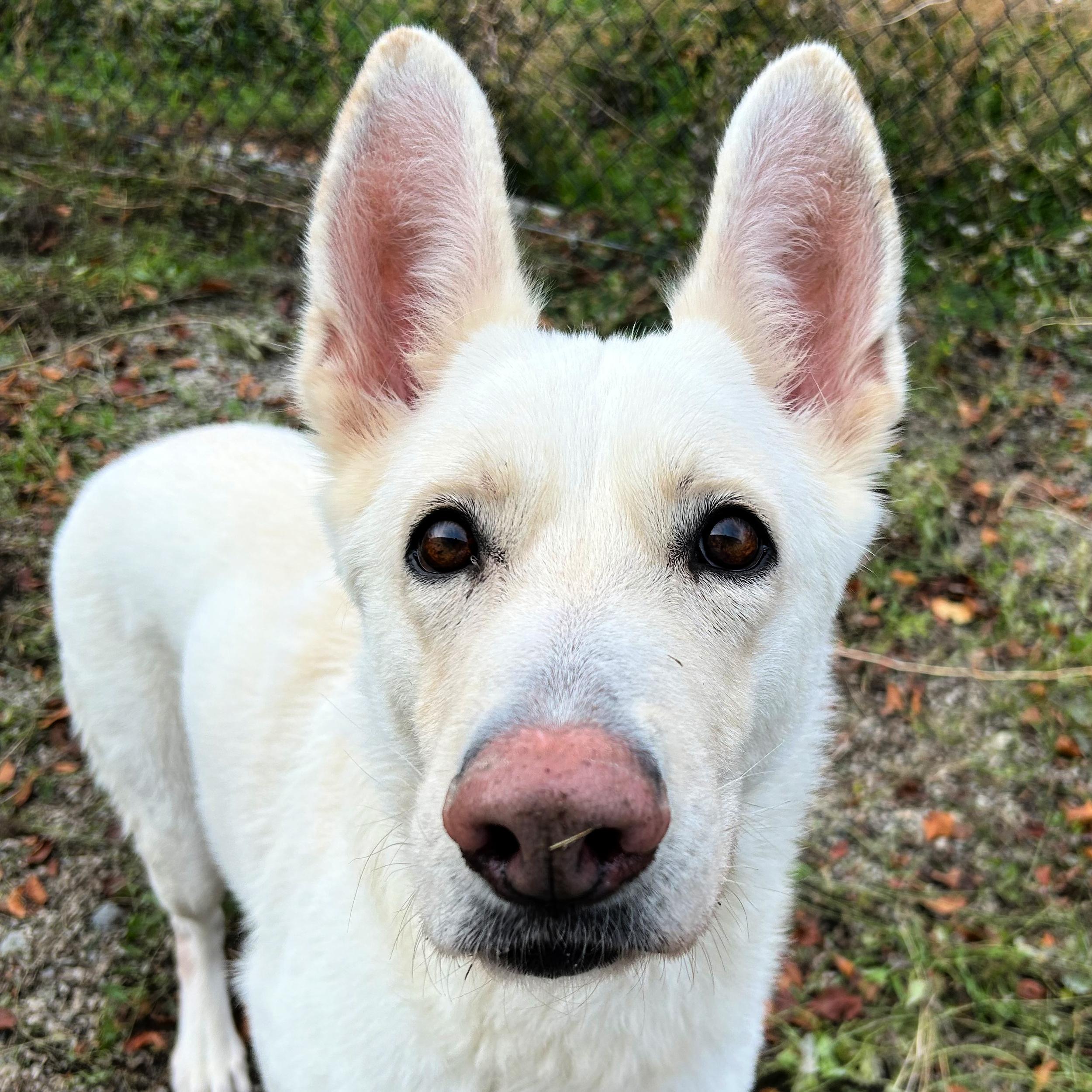 Pearl, a Adoptable mixed breed in Lindon, UT image 2/6