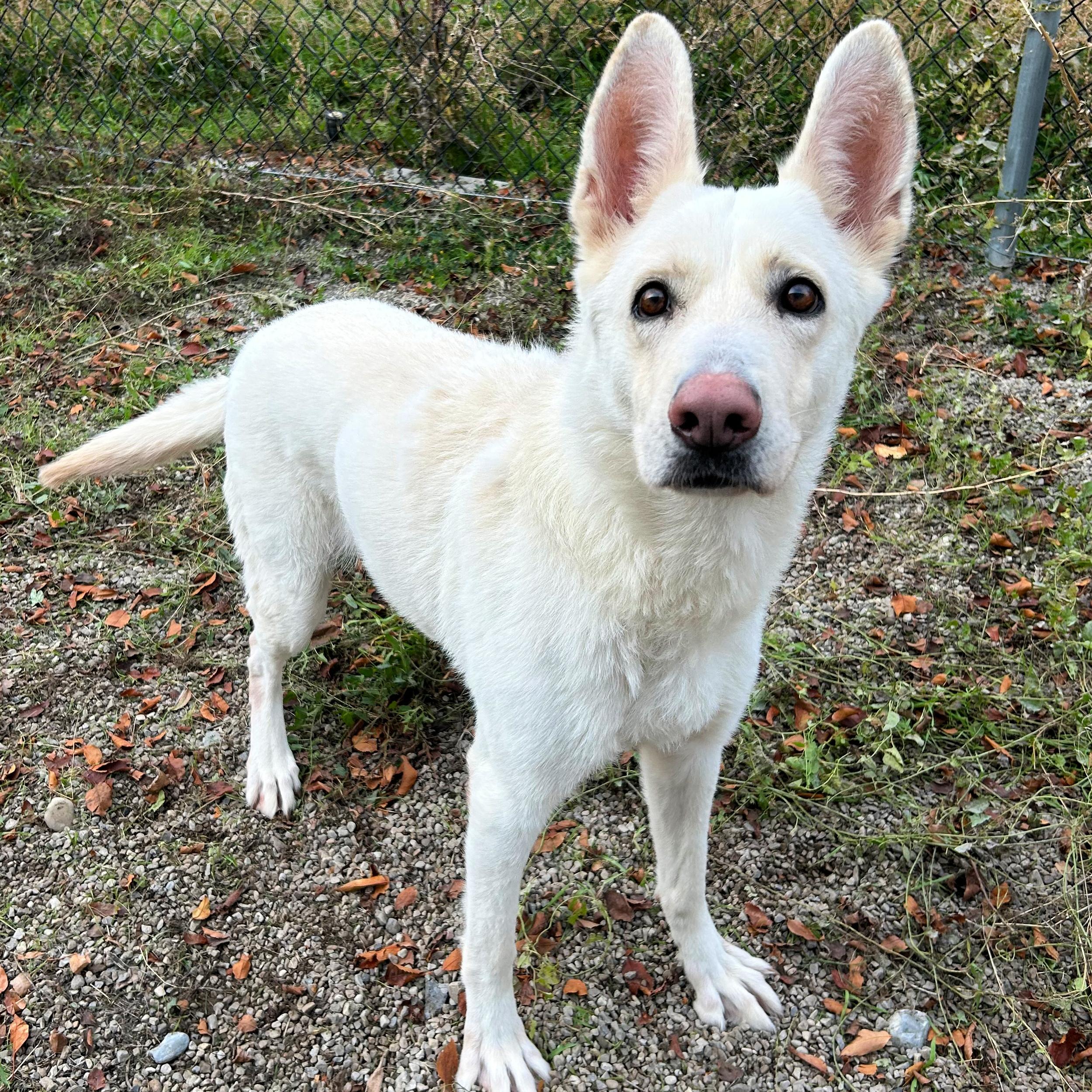 Pearl, a Adoptable mixed breed in Lindon, UT image 6/6