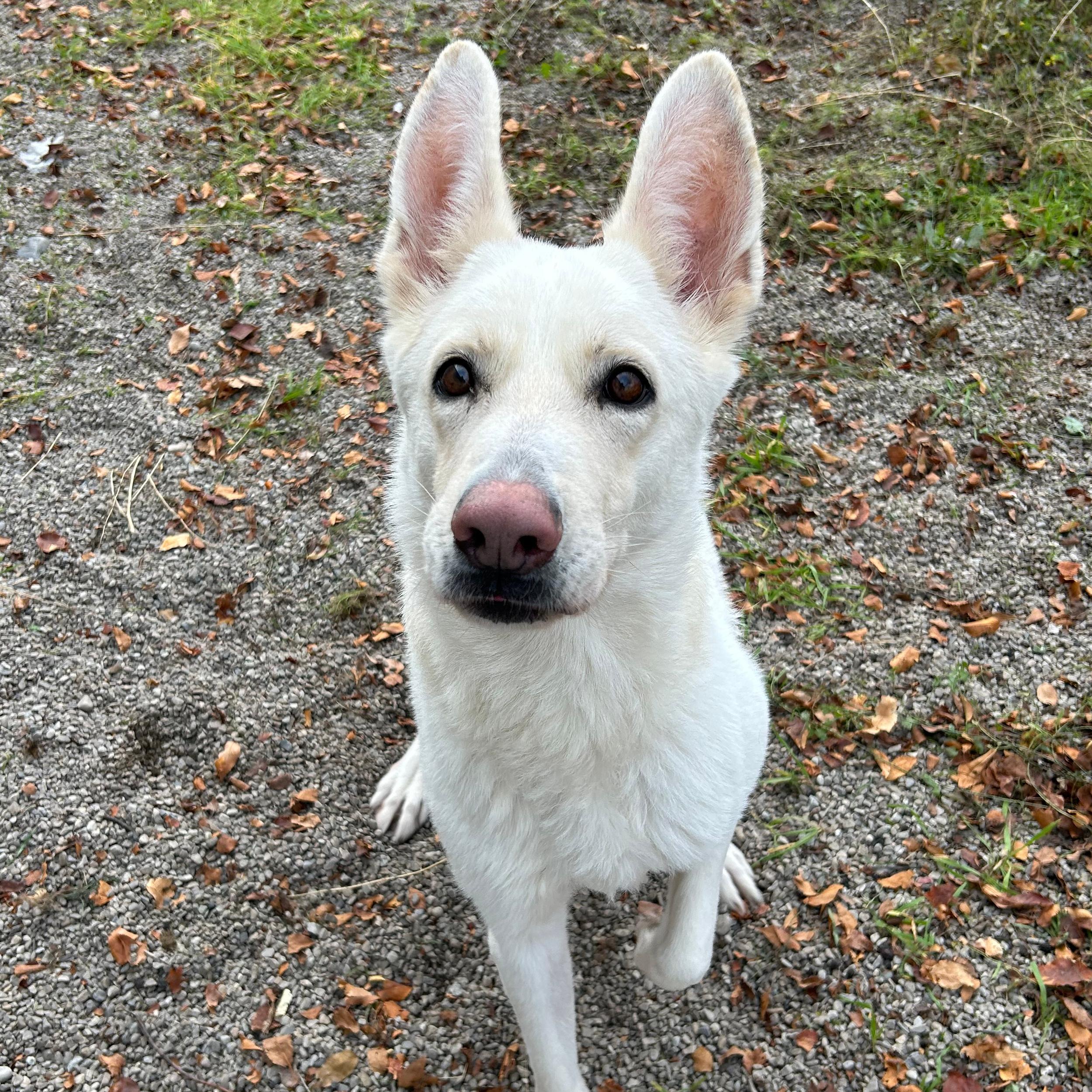 Pearl, a Adoptable mixed breed in Lindon, UT image 3/6