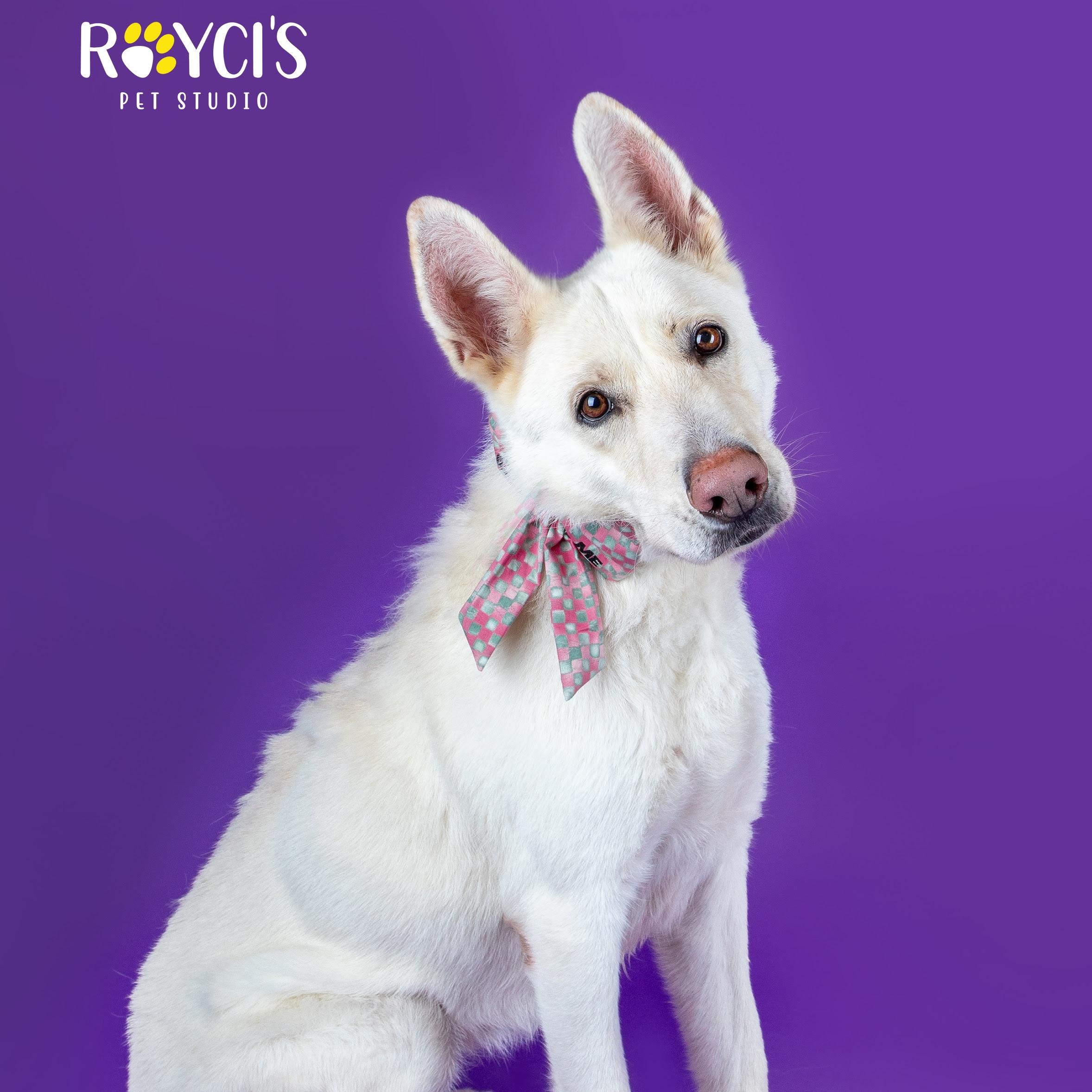 Pearl, Adoptable, Adult Female Husky & German Shepherd Dog.