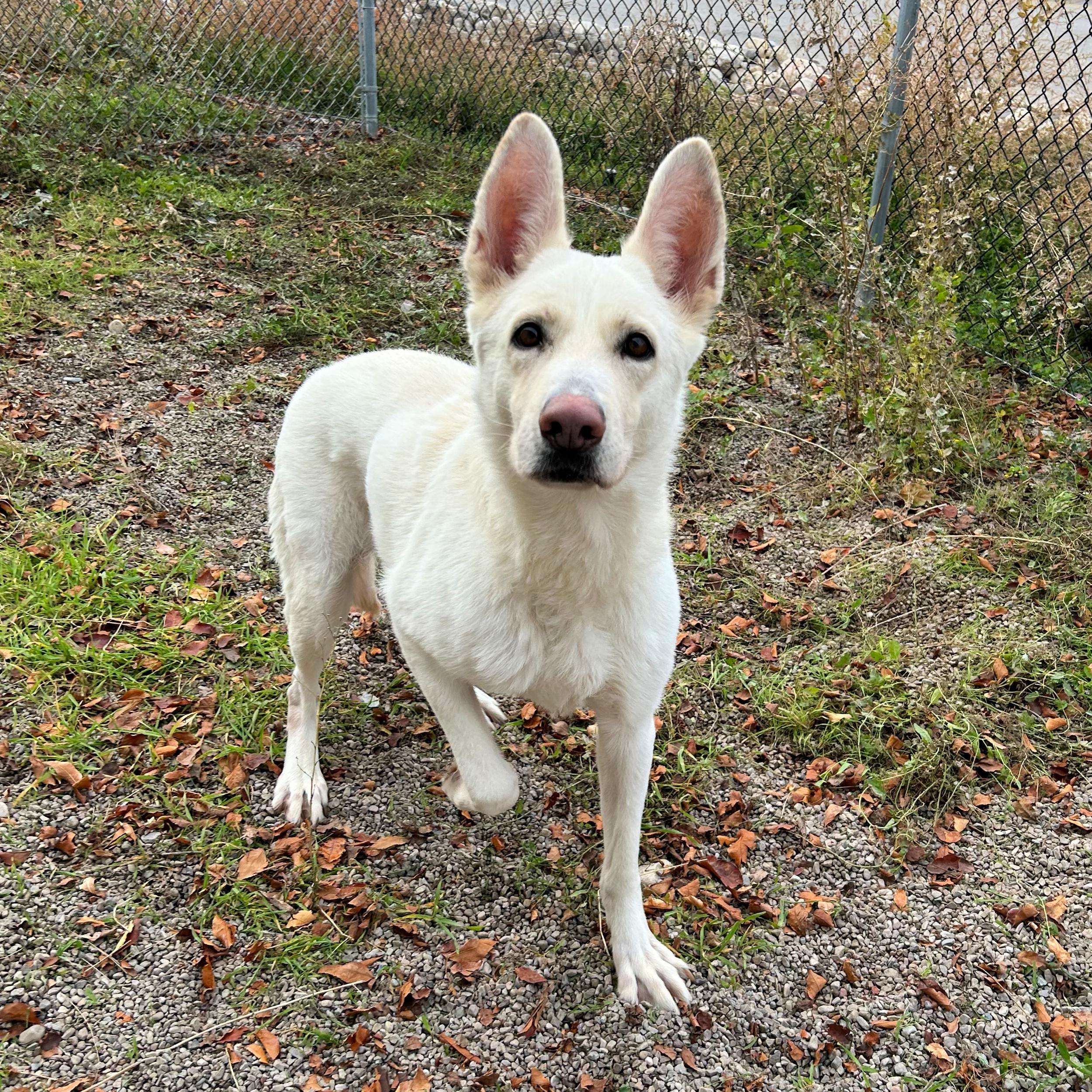 Pearl, a Adoptable mixed breed in Lindon, UT image 5/6