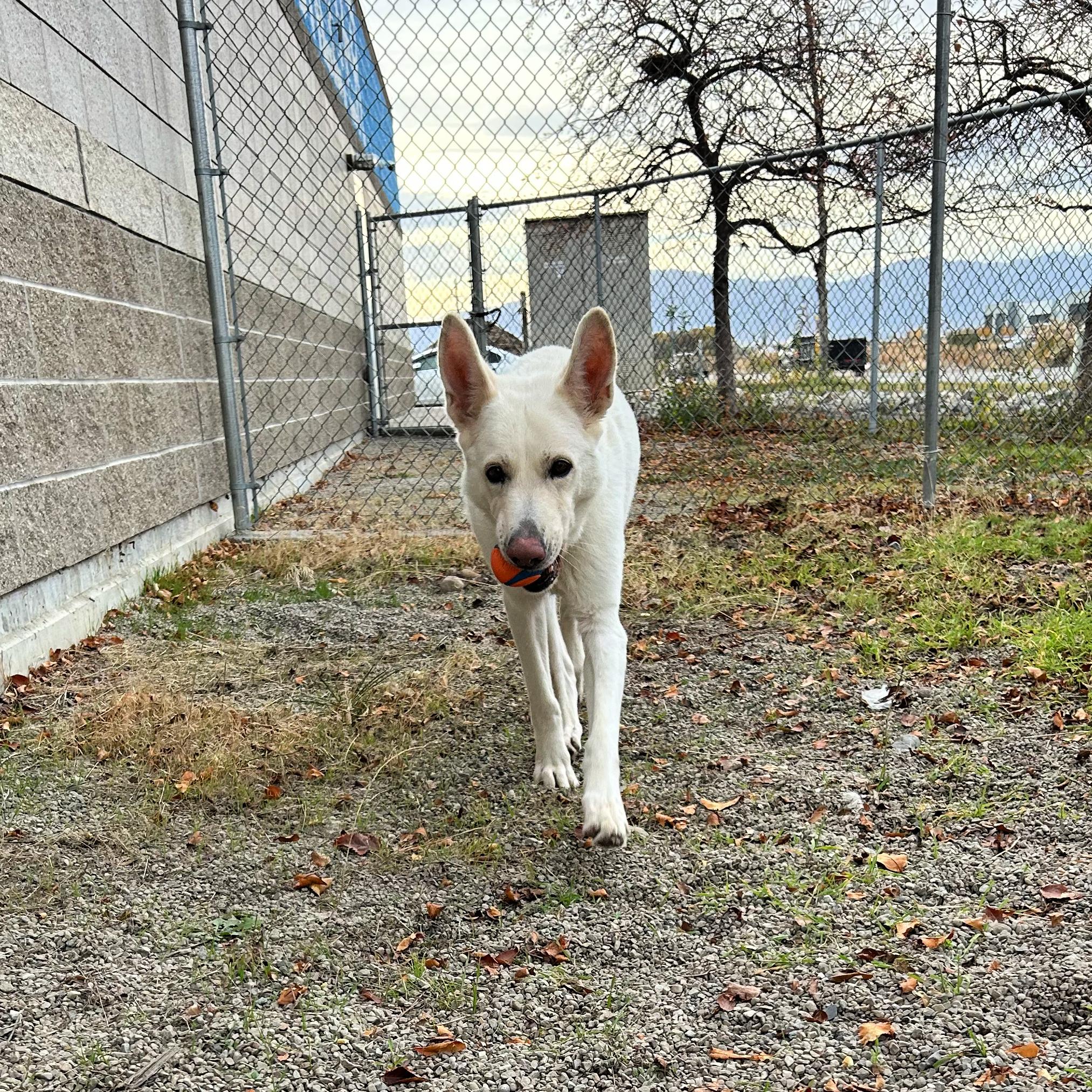 Pearl, a Adoptable mixed breed in Lindon, UT image 4/6