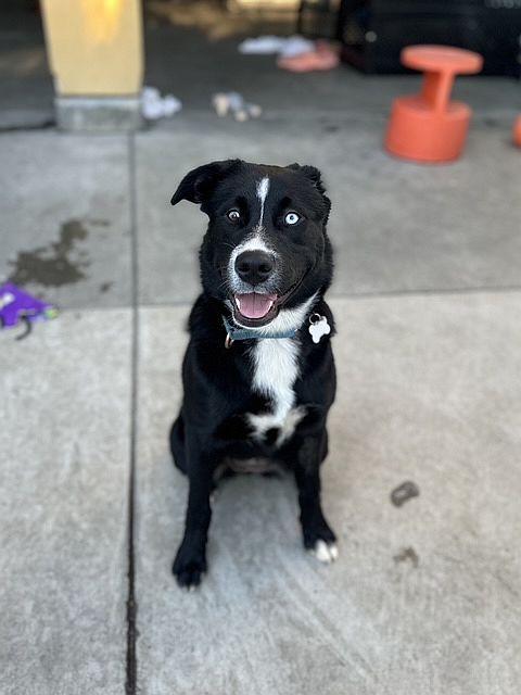 Enlarge Galaxy, a ADOPTABLE mixed breed in Berkeley, CA image 5/5