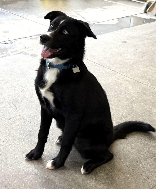 Enlarge Galaxy, a ADOPTABLE mixed breed in Berkeley, CA image 1/5