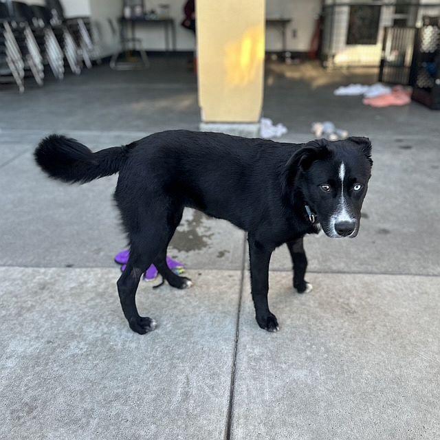 Enlarge Galaxy, a ADOPTABLE mixed breed in Berkeley, CA image 4/5