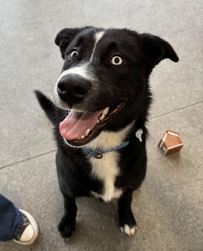 Enlarge Galaxy, a ADOPTABLE mixed breed in Berkeley, CA image 3/5