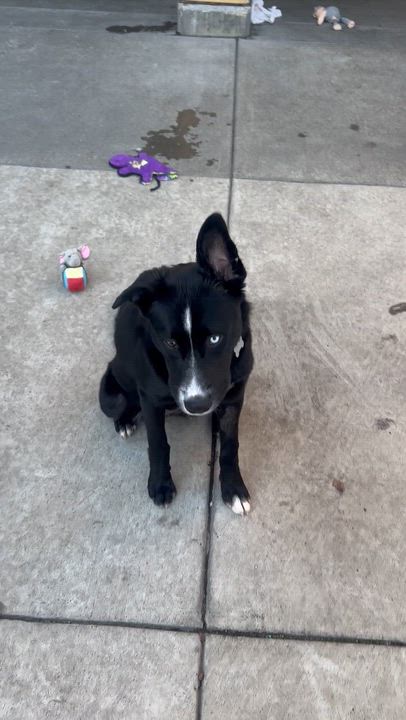 Enlarge Galaxy, a ADOPTABLE mixed breed in Berkeley, CA video 2/5