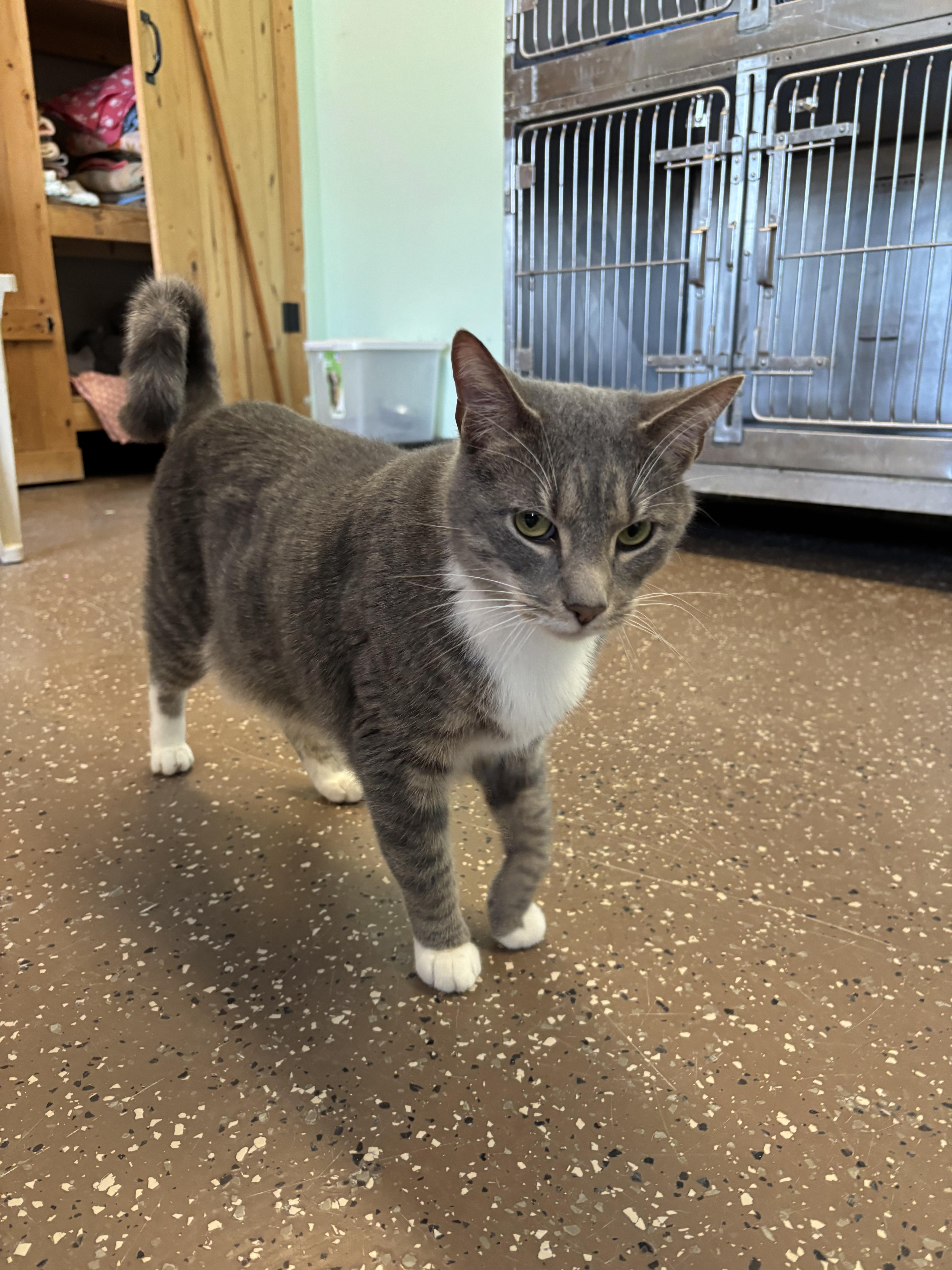 Enlarge JoJo, a ADOPTABLE Domestic Short Hair in Franklin, IN image 1/1