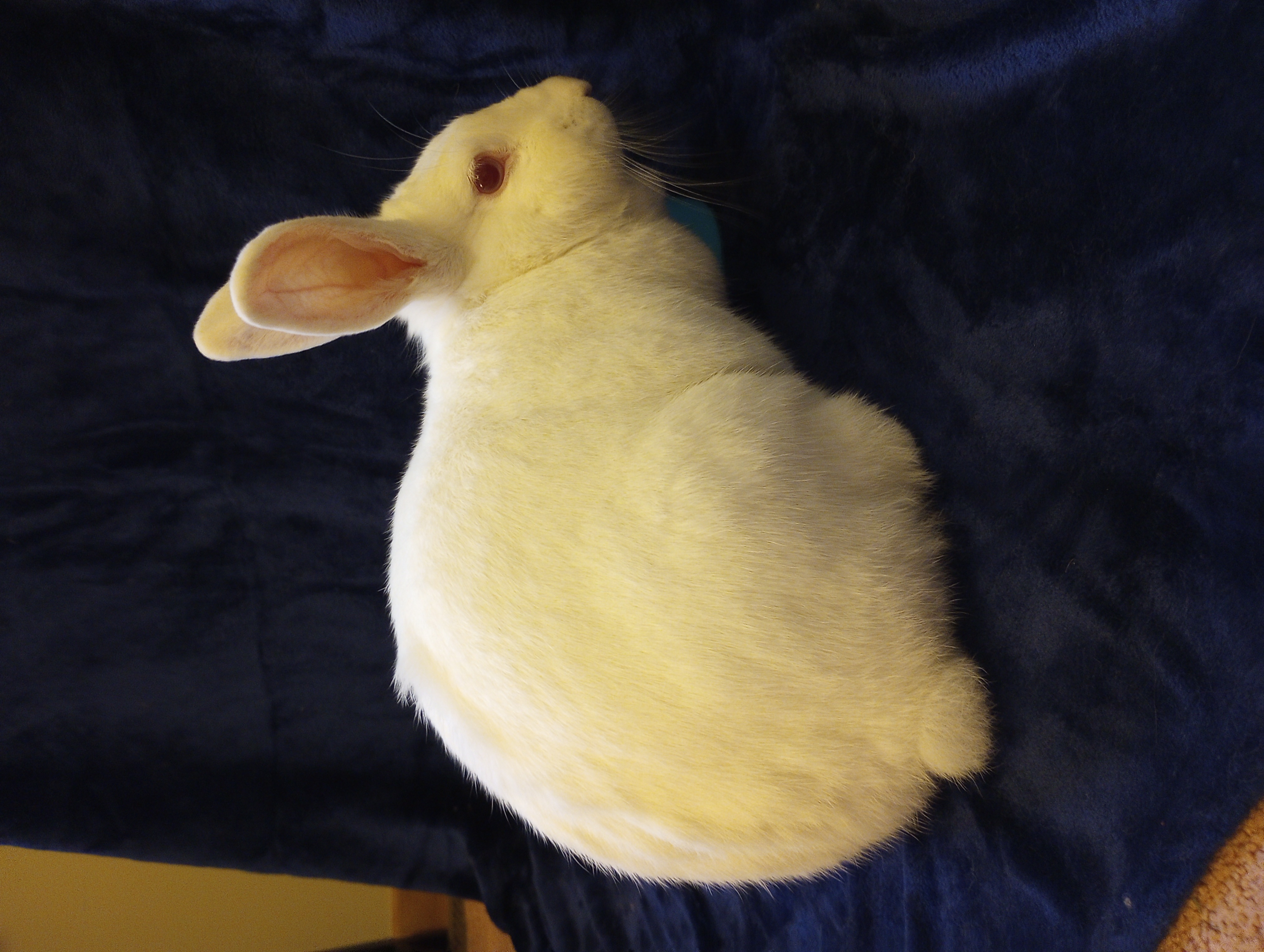 Frenchy photo 3