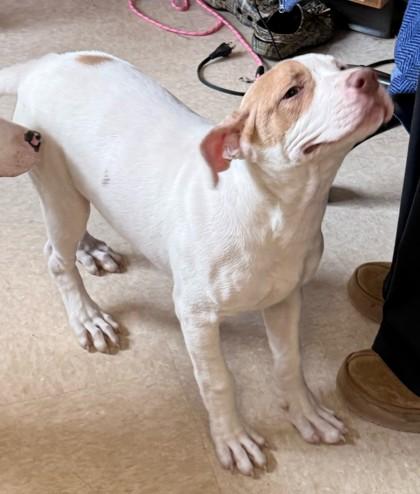 Enlarge Wafer, a ADOPTABLE mixed breed in Potsdam, NY image 2/2