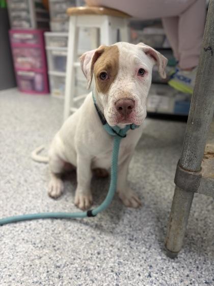 Enlarge Wafer, a ADOPTABLE mixed breed in Potsdam, NY image 1/2