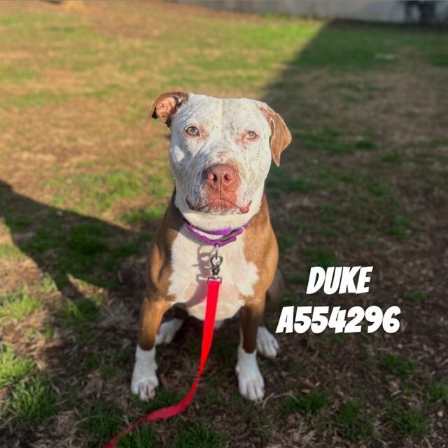 DUKE, Adoptable, Young Male Mixed Breed.