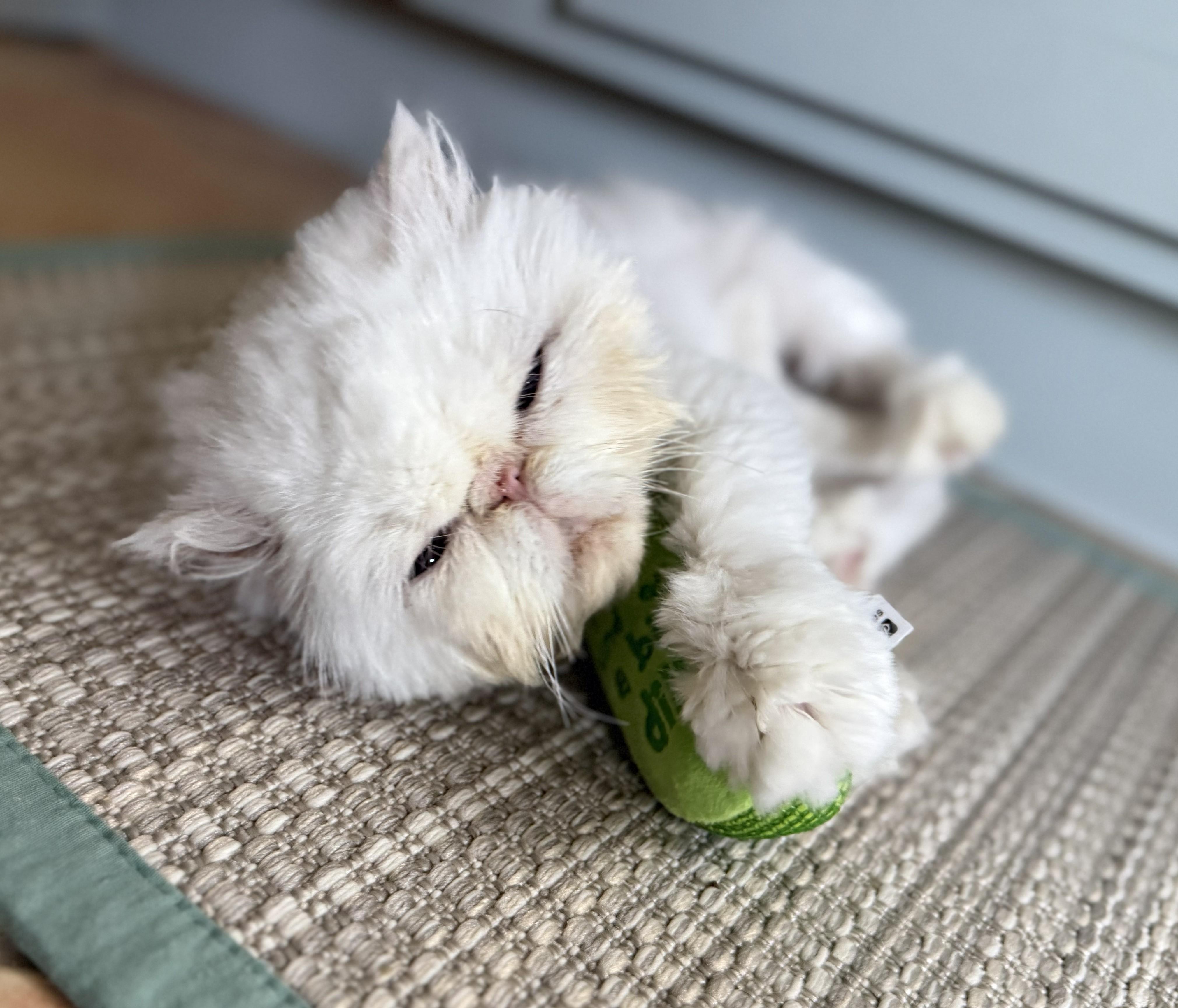 Enlarge MEADOW, a ADOPTABLE Persian in Saddle River, NJ image 4/6
