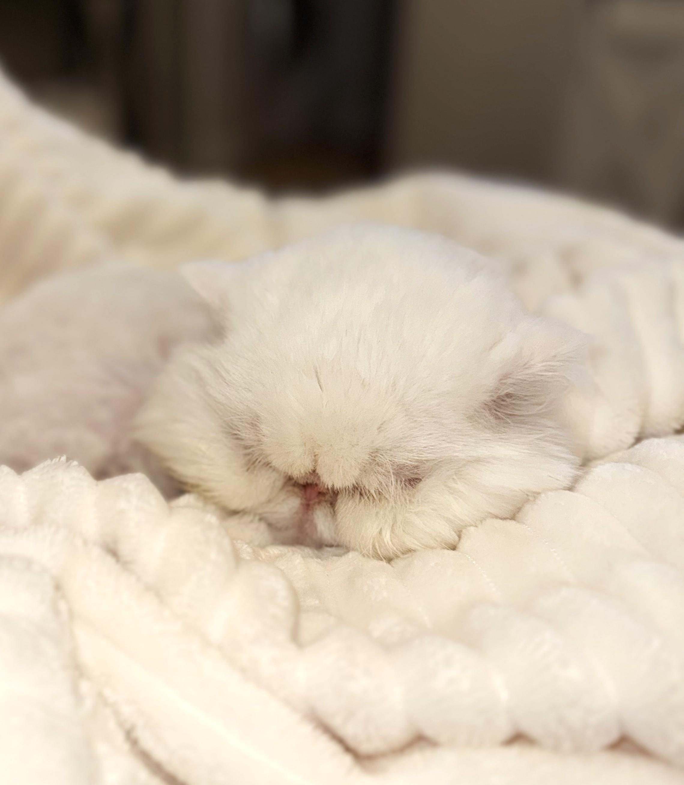 Enlarge MEADOW, a ADOPTABLE Persian in Saddle River, NJ image 2/6