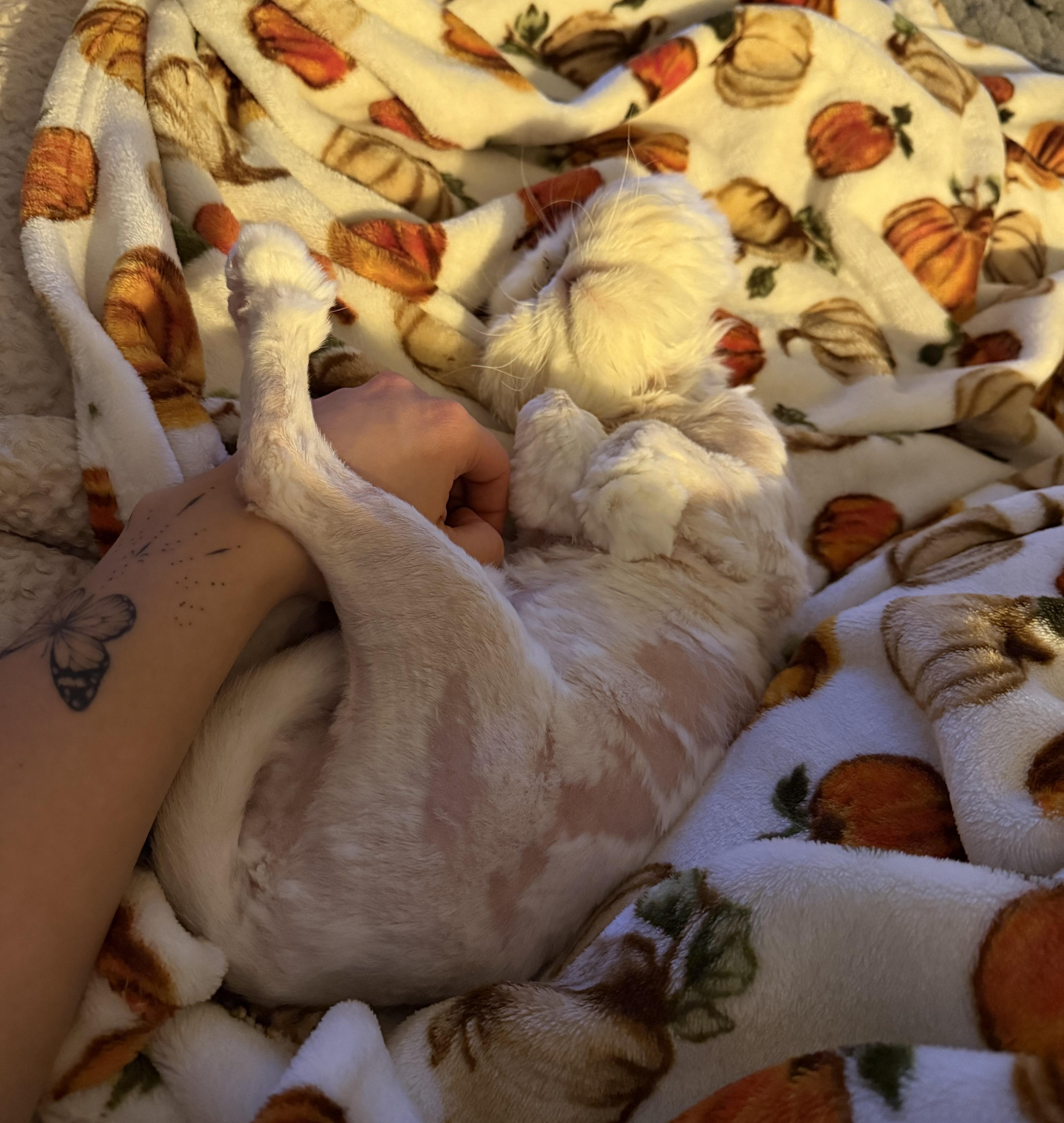 Enlarge MEADOW, a ADOPTABLE Persian in Saddle River, NJ image 3/6