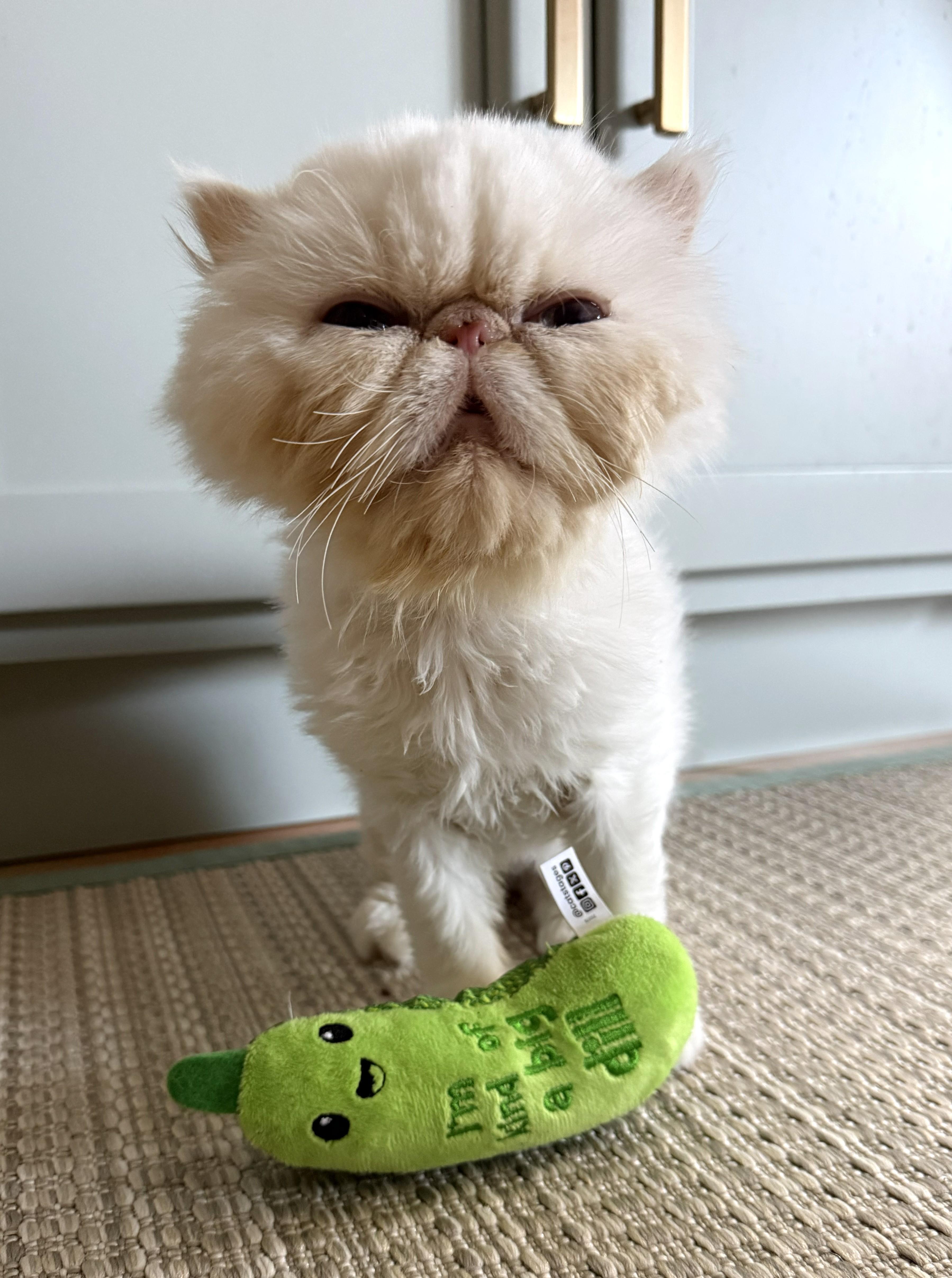 Enlarge MEADOW, a ADOPTABLE Persian in Saddle River, NJ image 5/6